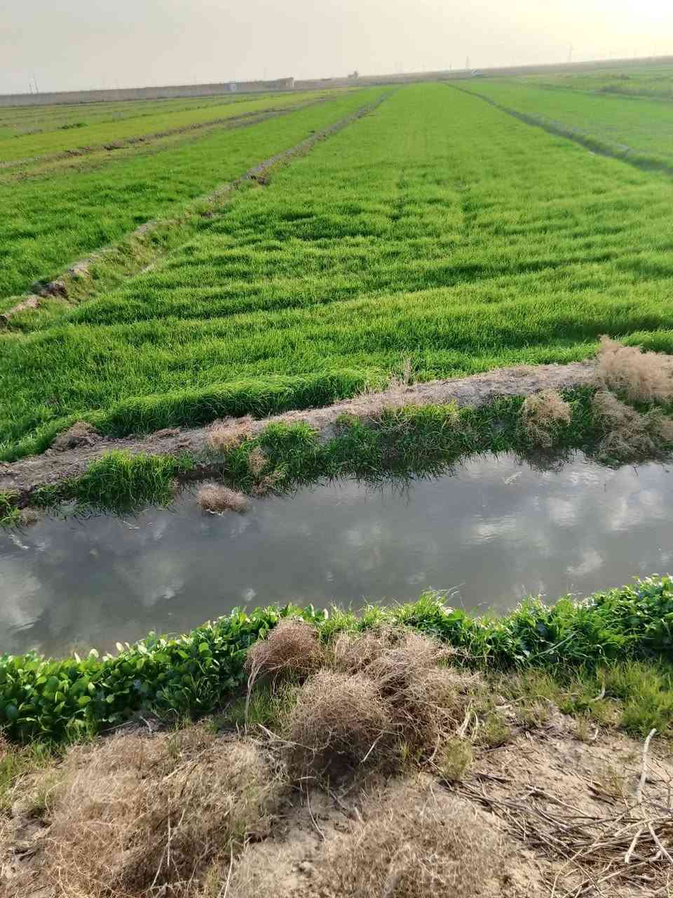 *********** ارض زراعيه للبيع  ٣٥ دونم في المزاك قريه قرطبه
