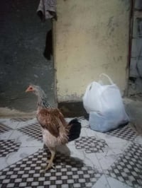 دجاجه • للبيع • خاص