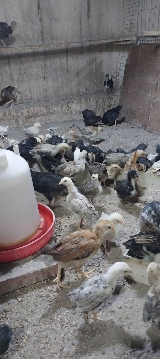 متاح فراريج عرب الزوج ب١٥ مكاني بغداد الكرخ حي الخضراء وملقحات زيتي رباعي عمرهن شهرين


**إذا كنت صاحب هذا الإعلان وتريد حذفه لأي سبب، رجاءا أرسل رسالة إلى الدعم الفني**