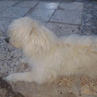 كلب زينه • سليم • زعفرانيه شارع المركز