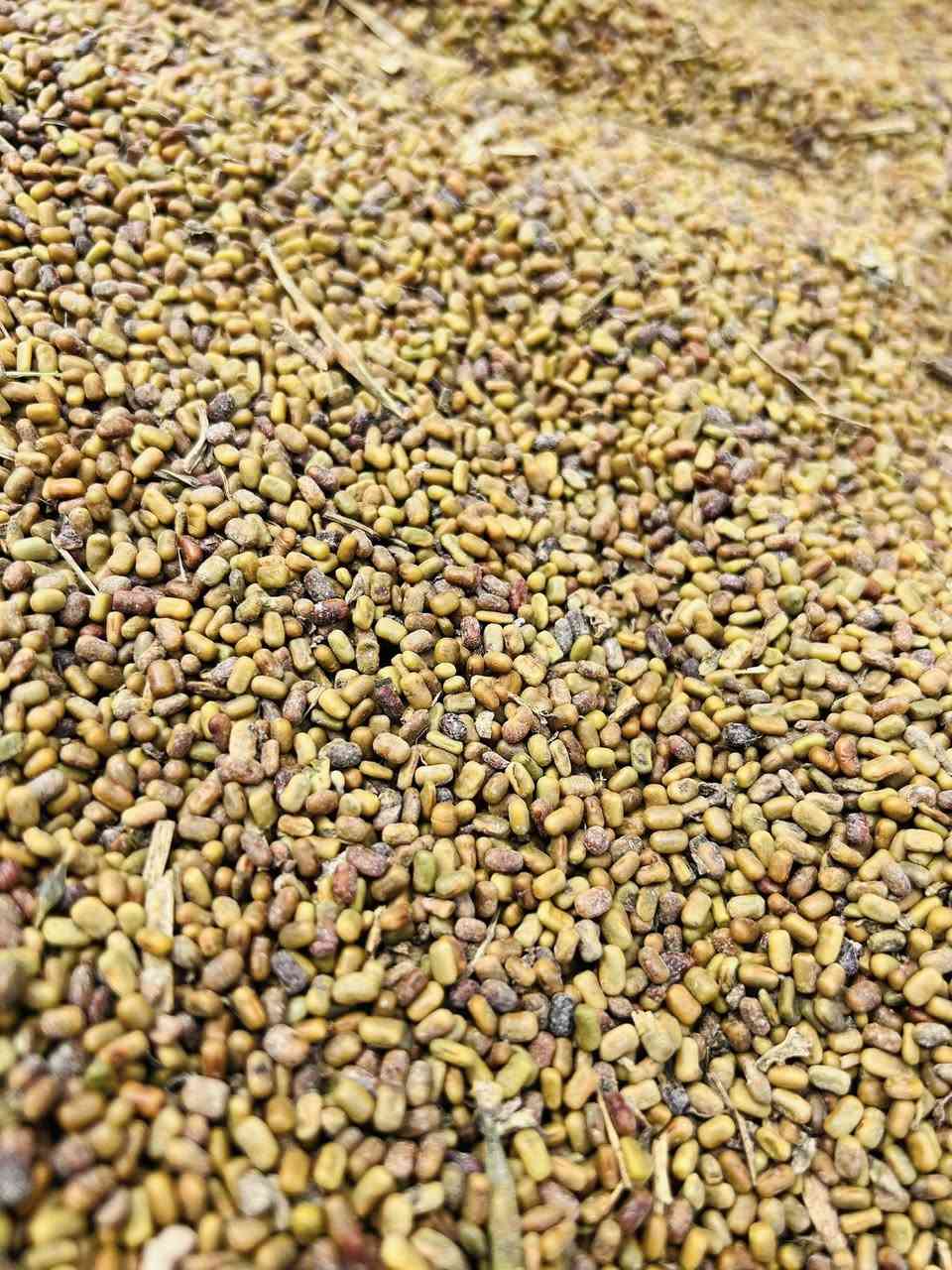 السلام عليكم
بذور سيسبان نضيف درجه اولى 
للبيع  (حصاد السنه )
العنوان الكوت 
هـ .***********
