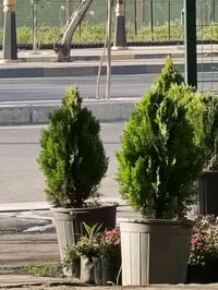 ثريا ايراني • ذهبي • توصيل مجاني