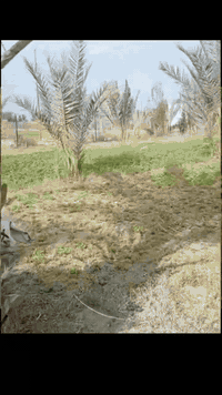 ٥ دوانم • طابو زراعي سند٢٥ • مياه سقي وكهرباء