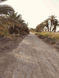 ٤ دونم • ٨٠ نخلة • طابو زراعي