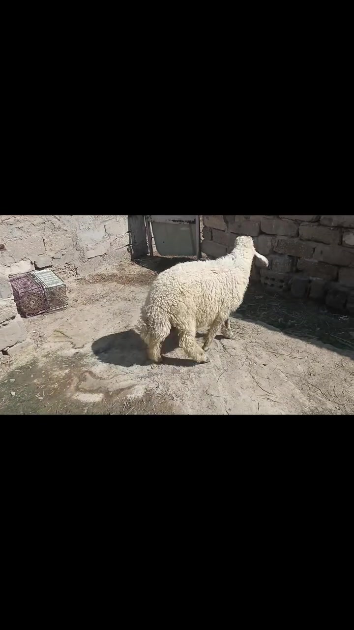 سلام عليكم عندي طلي كصابه للبيع اليريد يتصل ***********مكاني طريق سده محاويل
