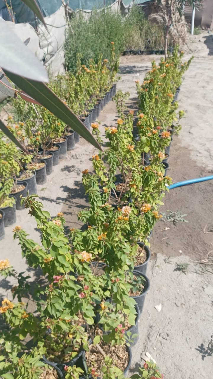 سلام عليكم رجع توفر الثيل كميات كبيرة والسعار مناسبه ومتوفر جميع انواع الشتلات بسعر جمله العنوان الحمزه الشرقي بشبلاويات يم معمل السكر عمود 272 متواجدين من ل7صباحا له 5ونص عصرا ***********
