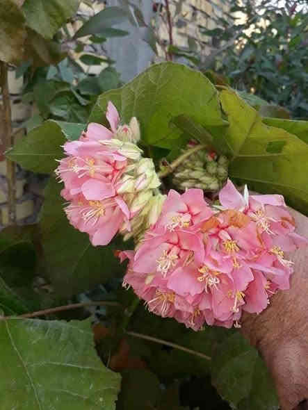 على بركة الله توفرت شتلات الثريا لاصحاب المشاتل والمزارع ارتفاع مترين ونص الى متر  محرك وجاهز للاستفسار ***********
