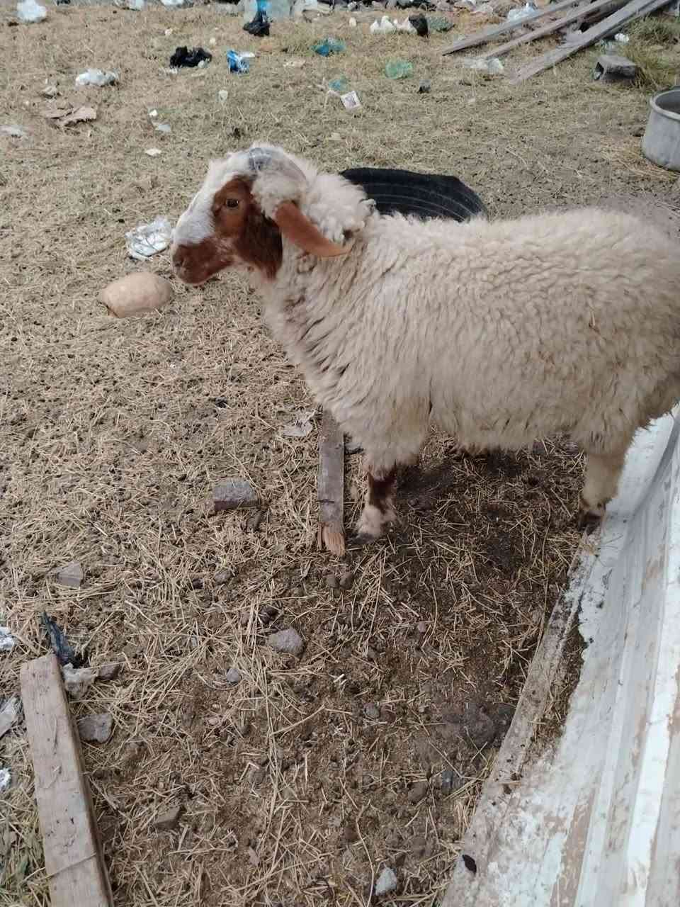 طلي اورجينه للبيع رقم الهاتف ***********
