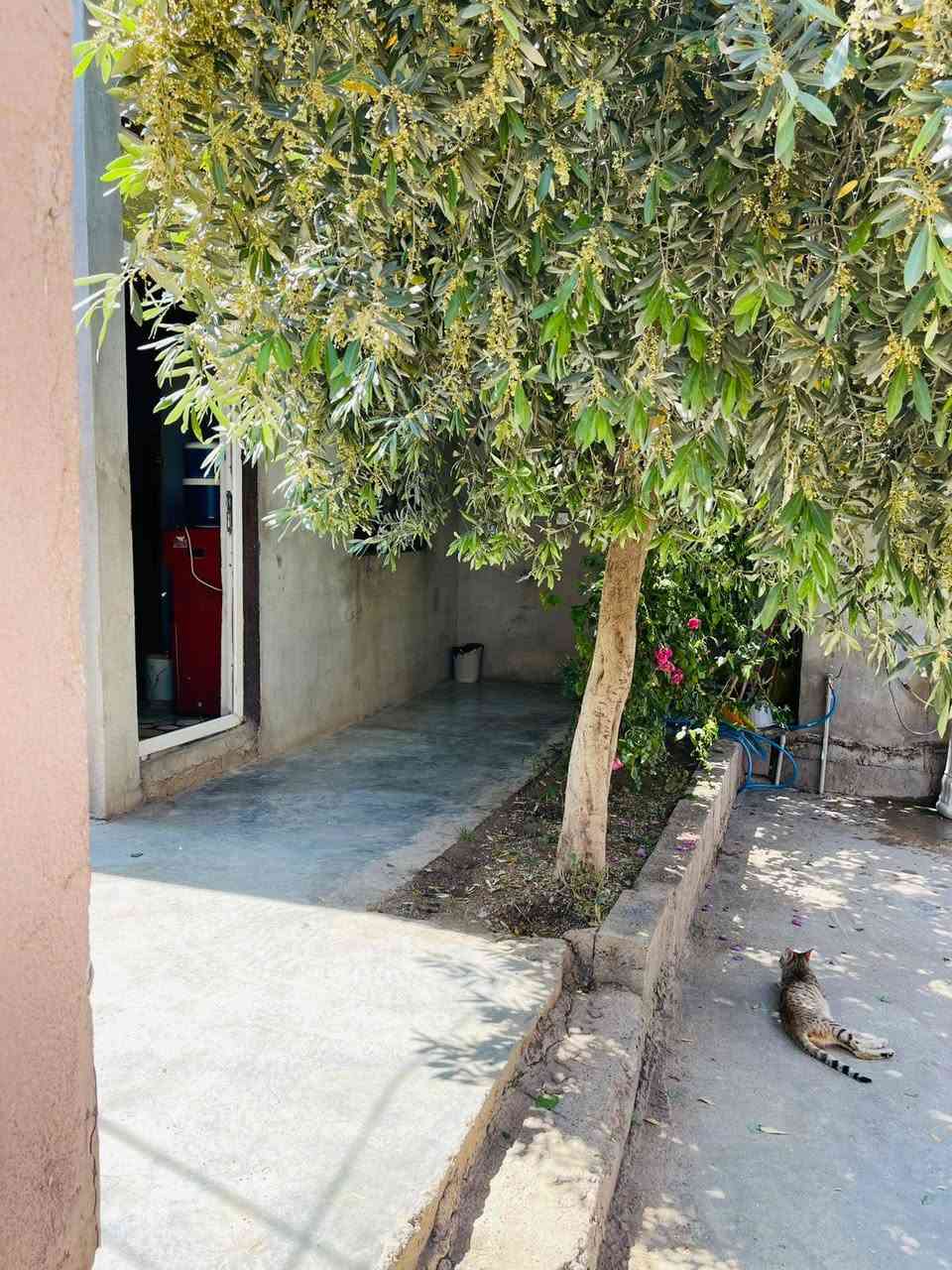 السلام عليكم
بيت للبيع مجاور محكمة الزاب والسوك🏥🏤🏦 

مساحة الأرض 400م تقريبا💈 

يتكون من ٣ غرف داخلية + غرفه خارجية مع صحيات ⛲ 

ربعه خارجية 7///4 مع سقف و تغليف

صحيات شغل حديث

يم السوك يم المدرسة بيت مجهز و مرتب جاهز للسكن وحي الله الشراية

 وحياالله الشراية للأستفسار الأتصال *********** ويرهم مراوس ب قطعه عل حولي مع فرق
