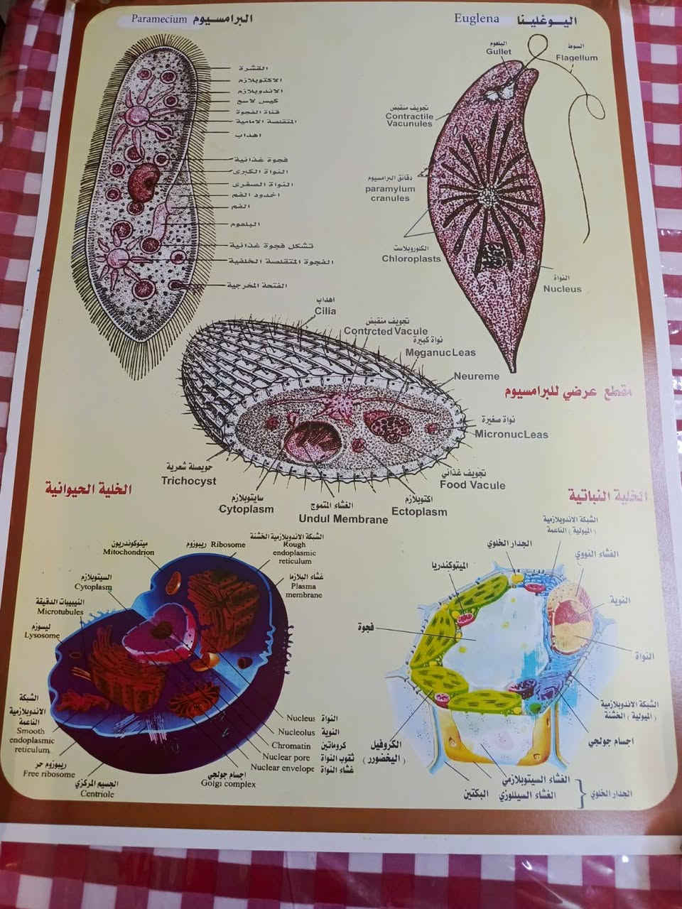 #الجميع


**إذا كنت صاحب هذا الإعلان وتريد حذفه لأي سبب، رجاءا أرسل رسالة إلى الدعم الفني**