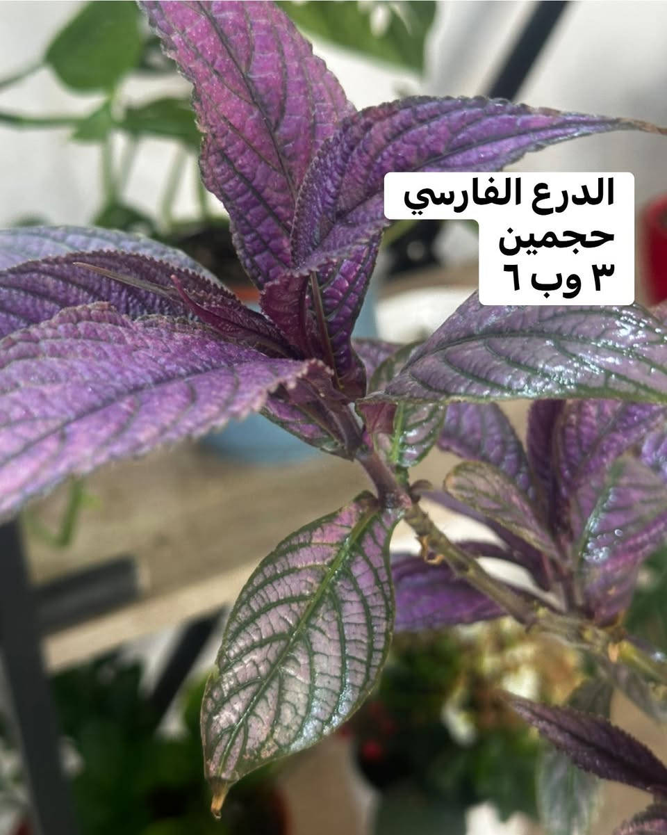 عرووووض


**إذا كنت صاحب هذا الإعلان وتريد حذفه لأي سبب، رجاءا أرسل رسالة إلى الدعم الفني**