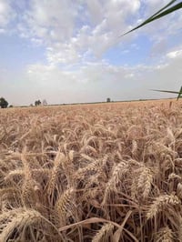 كركوك • ١٠ دونم • تابو