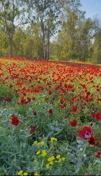 قطعه للبيع التحريرالحولي جزء اول مقابل مولدة جلال المساحه 100 متر 5*20...