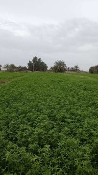 برسيم • بوم حريجه • يم قاع بطاح