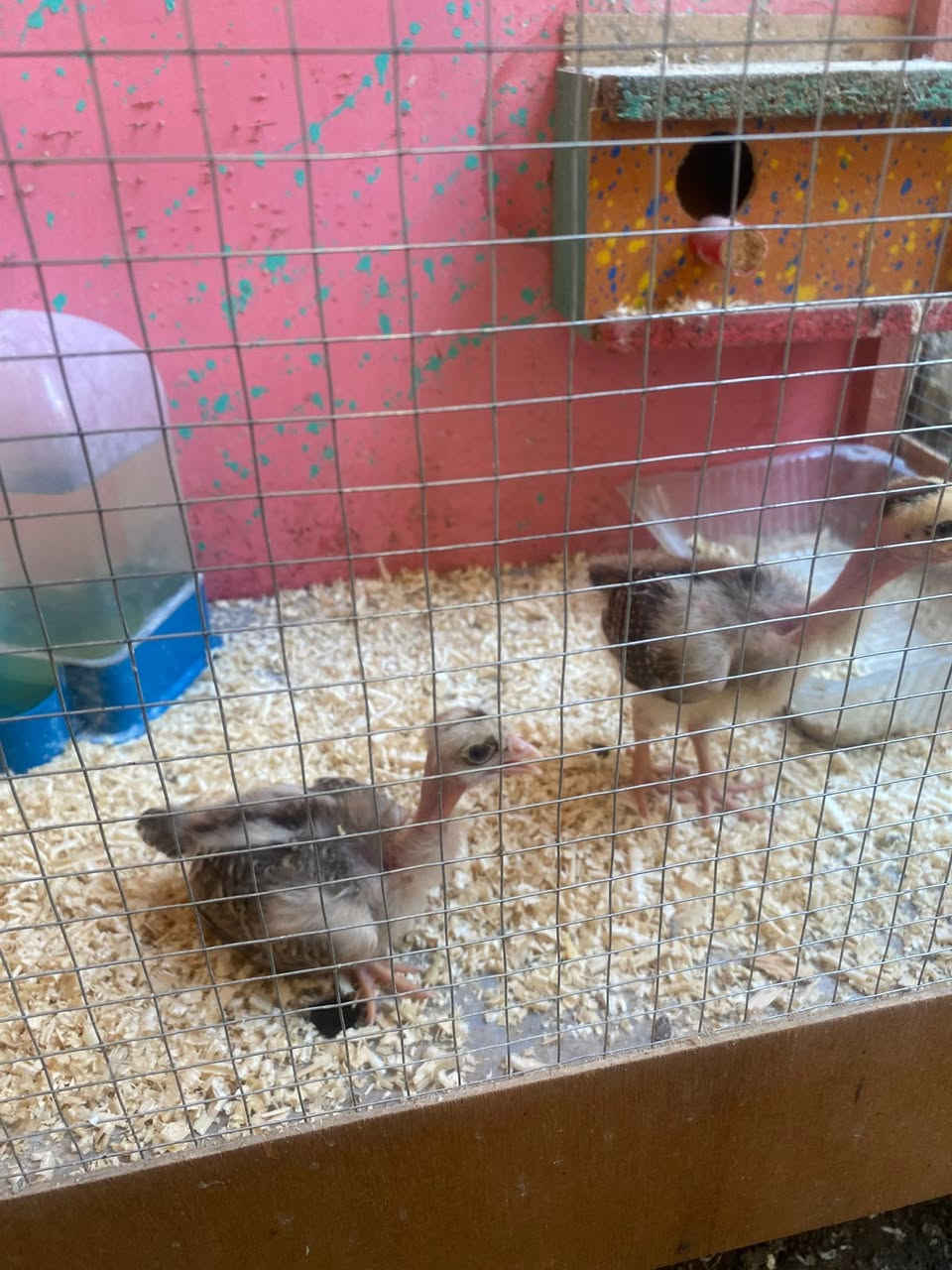 دجاجة براهما خط اول على وجه مبياض
دجاجة سلطانيه ع وجه مبياض 
افراخ عرب عمر 3 ايام 
زوج بودلي عمر شهر 

مكان حي فارس 
***********
