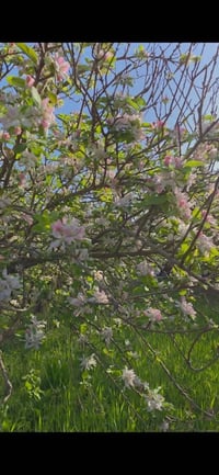 العزيزية • ٢دونم • طابو سند