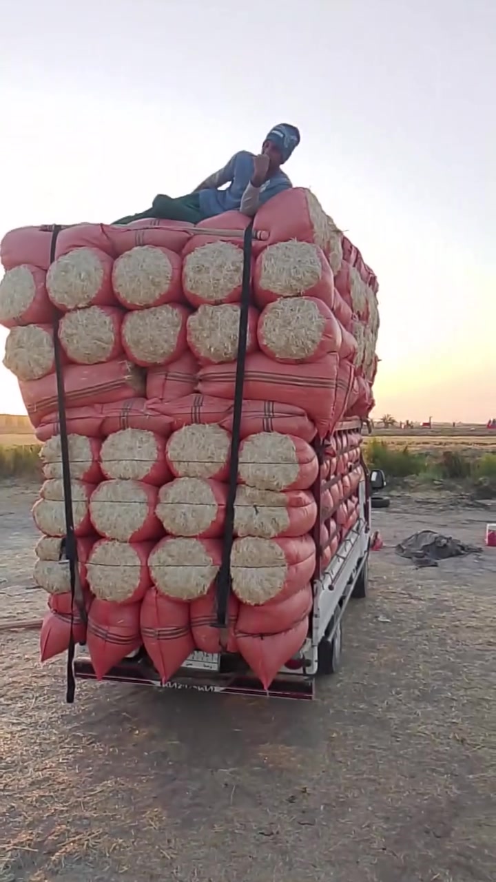 تبن للبيع درجه اولى ترس فول اتصال ***********
