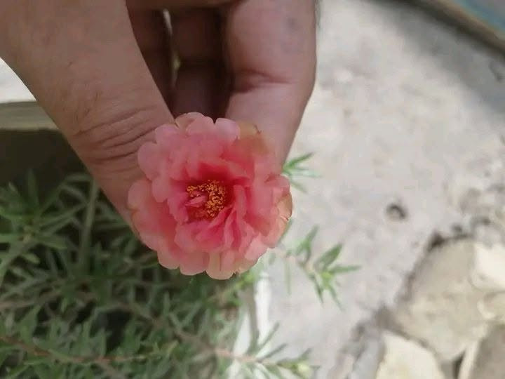 سلام عليكم يتوفر ورد الصباح العراقي الدائمي وليس المستور ونبات البربين للبيع سنادين جاهزه وايضا اقلام 🌹🌹🌹


**إذا كنت صاحب هذا الإعلان وتريد حذفه لأي سبب، رجاءا أرسل رسالة إلى الدعم الفني**