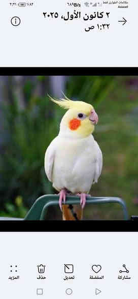 قفصين للبيع جديد كركوك *********** وات ساب موجود والخاص موجود مع تحياتي وتقديري ع.
