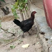 اسلام عليكم اللبيع  دجاج عرب  علا وجه مبياض عدد 2 السعر خاص او رقم اله...