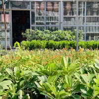 متابعينا الكرام   مع بداية موسم جديد..  يعلن مشتل شهيد العتبي  وجود جم...