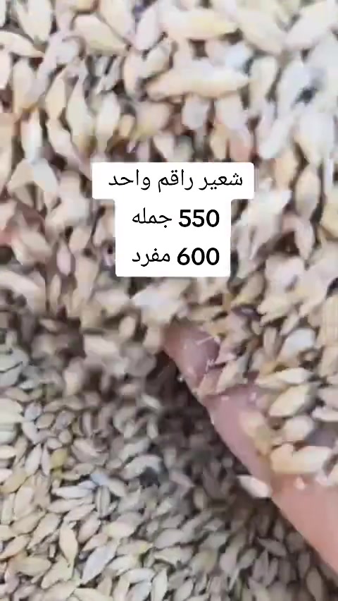 شعير  درجه اولى 
فول نضافه 
بدون شوائب 
حبايه واختها 
السعر مناسب 
العنوان الكوت زين القوس شارع المله 
***********
***********
احمد عجيل الباشا
