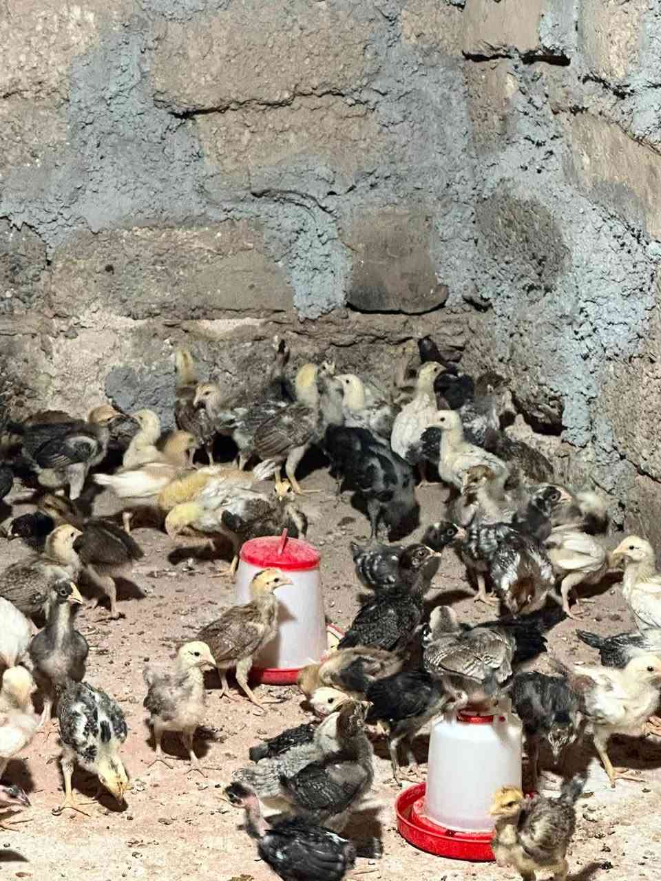 السلام عليكم يوجدافراخ عرب بيهن ابو ركيبه ومفتل للبيع العمر شهرملقحات  ونضاف من اي مرض مال جنيه  سعر التك ٣ الف
العنوان تكريت البعوعجيل ***********
