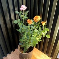 نباتات جديدة • نباتات داخلية • توصيل الموصل