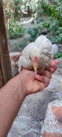 ١٠ طيور • ٣ أمهات • ملقحات