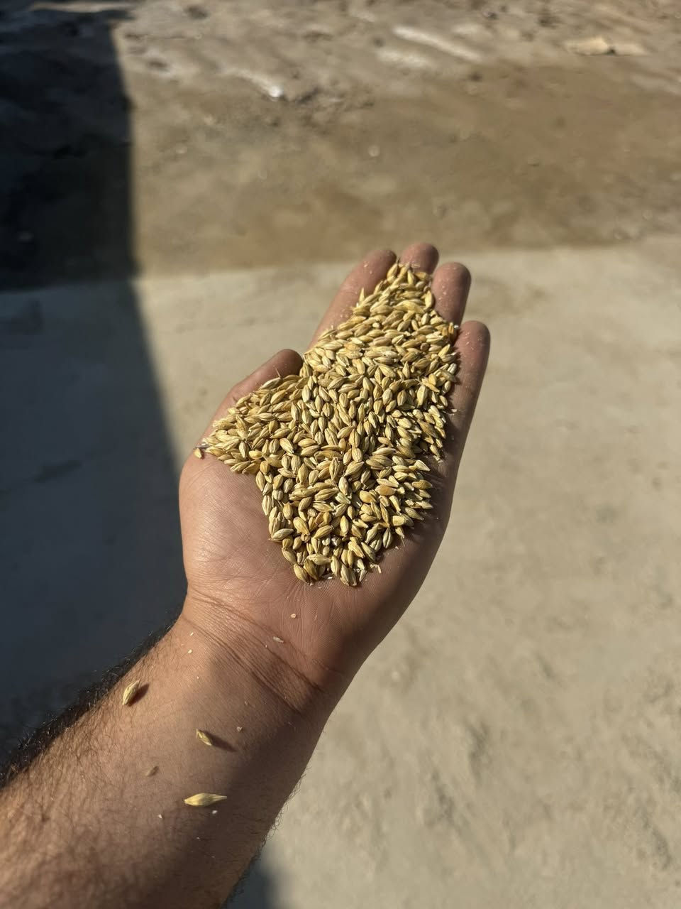 تم وصول شعير مستوارد
واسط _ قضاء الزبيديه
***********
