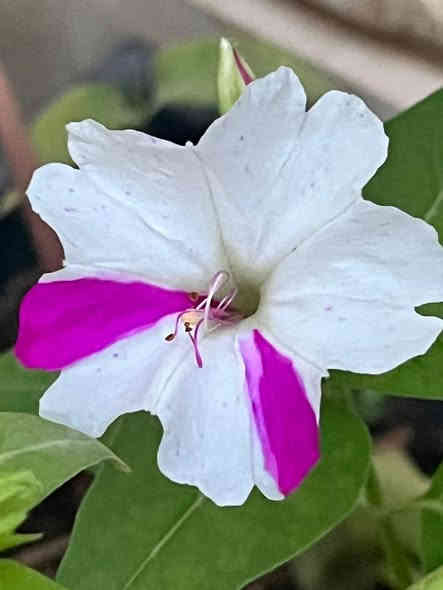 متاح لدينا بذورها بذور نبات ورد المساء الوان عطري دائمي سريع النمو أزهارها متنوعه الأوان لطلب والحجز واتساب *********** السماوه أو مراسلة الصفحه يوجد خدمة توصيل طلبات داخل السماوه ولكافة المحافظات لباب البيت أنواع البذور الاستوائية النادره
