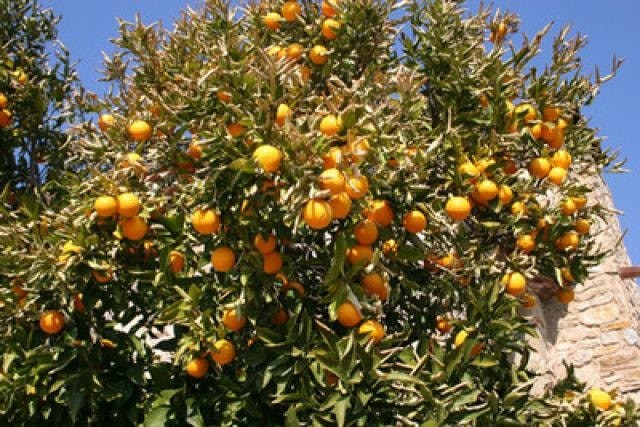 🔥 هسه موسم الأشجار المثمرة لا يضيع عليك!
تريد بيتك يصير جنة؟ 🌳🍊🍋
الوقت المثالي للزراعة وصل… والي يزرع اليوم يحصد بكرة!
أشجار مثمرة قوية، جذور مضمونة، إنتاج وفير بإذن الله 💚
من مشتل باشا – كركوك
نوفر أفضل الأنواع وبأسعار تناسب الكل 🌱
📞 للحجز والاستفسار
: (***********

***********
