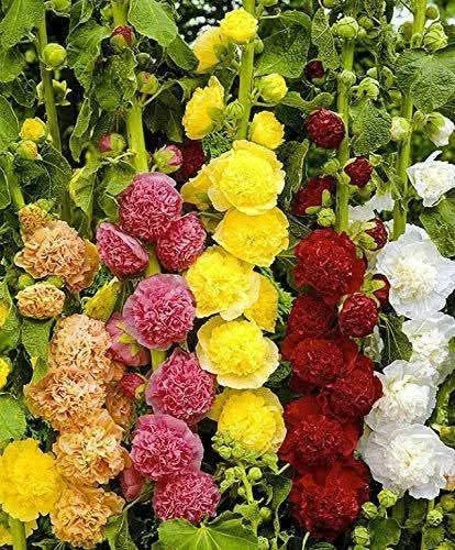 نموونەی نیە لە هۆڵنداوە بۆم هاتە ئەم تۆوە هێرۆی شەست پەڕە


**إذا كنت صاحب هذا الإعلان وتريد حذفه لأي سبب، رجاءا أرسل رسالة إلى الدعم الفني**