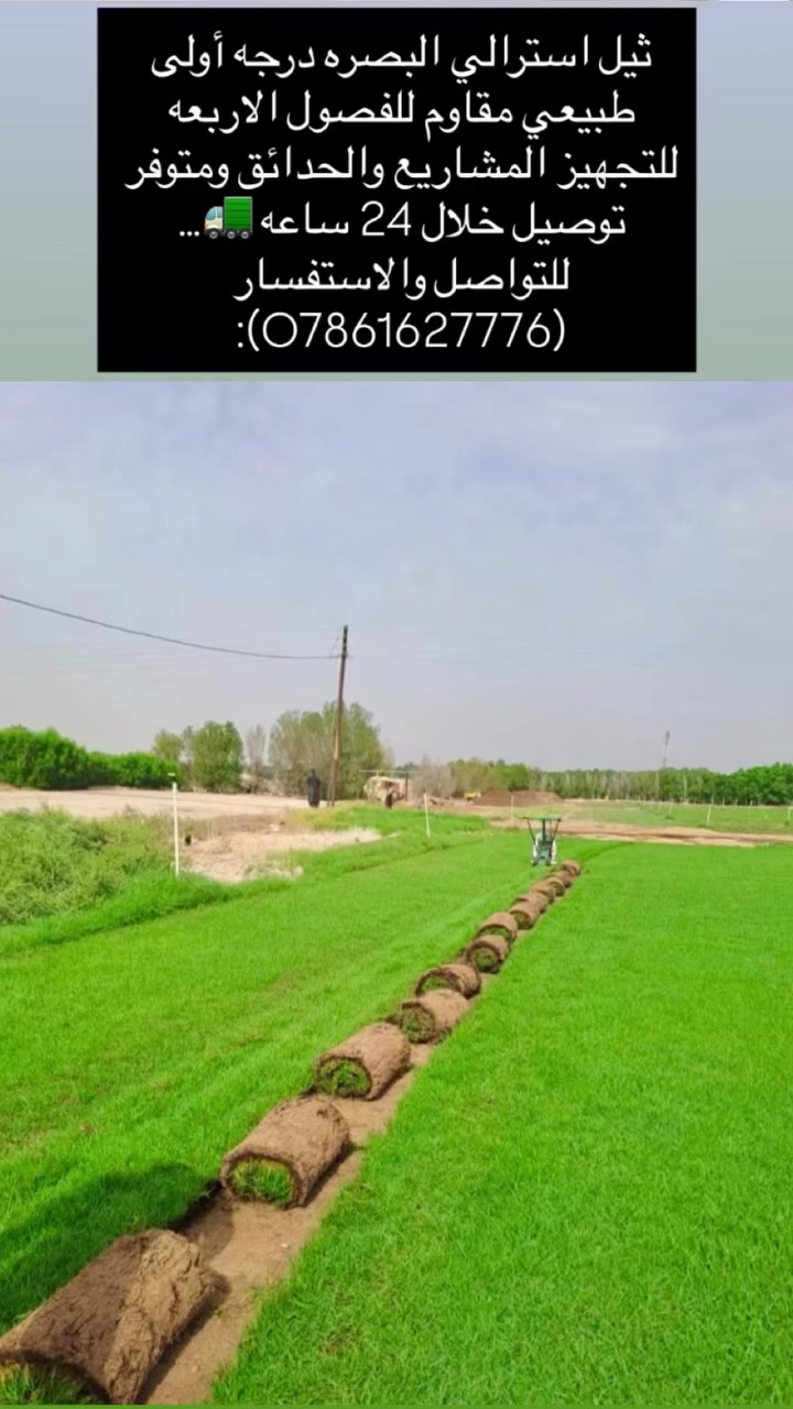 يتوفر ثيل استرالي في محافظه البصره طبيعي درجه أولى للتجهيز الحدائق والمشاريع والشركات والدوائر والمنتزهات وشاليهات ونسبه نجاحه( 💯) مقاوم الفصول الاربعه ومقاوم للماء المالح متوفر توصيل داخل محافظه البصره خلال 24 ساعه 🚛 ))..  للتواصل والاستفسار الرقم ***********

