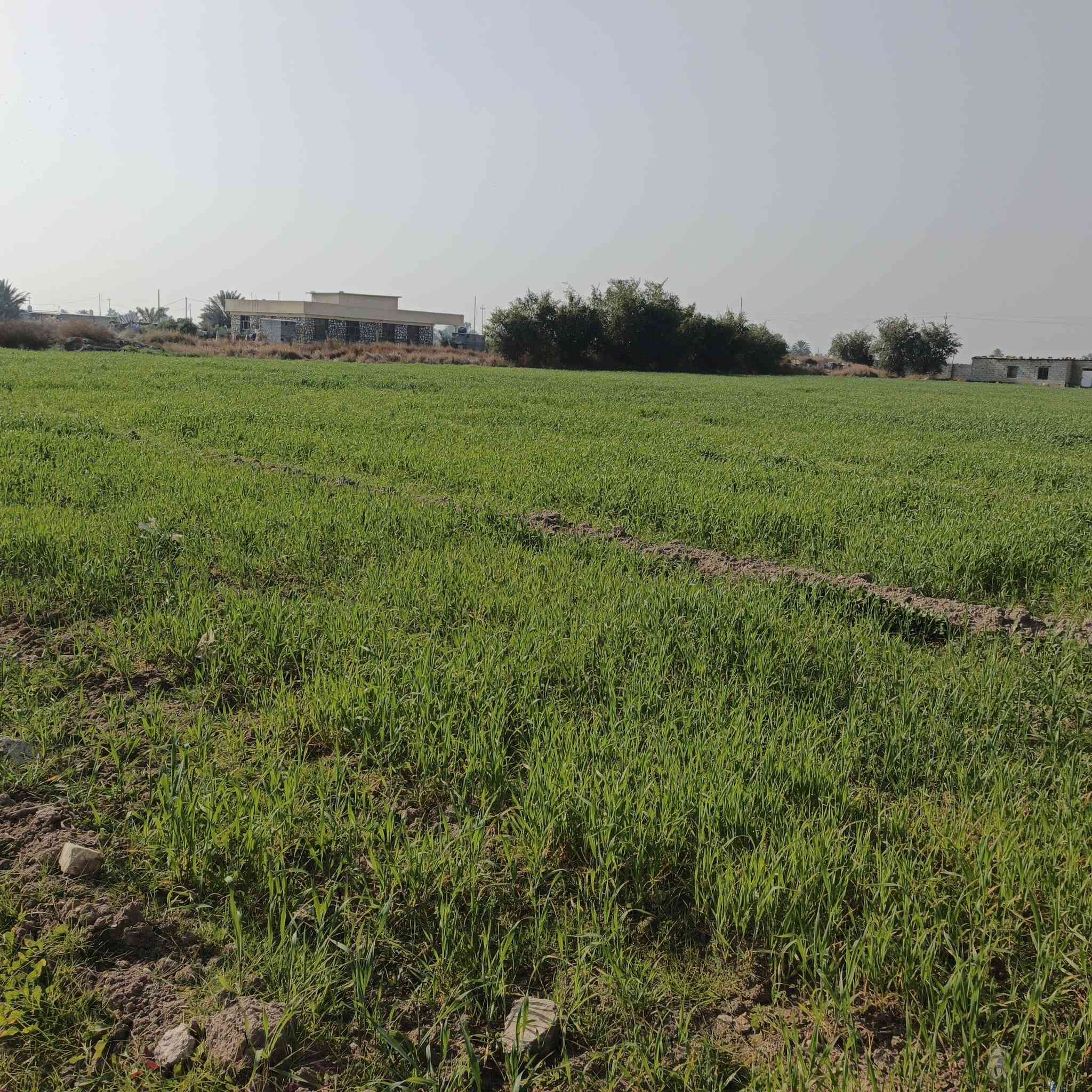 سلام عليكم أرض زراعي سند ٢٥البيع المساحه ٥دونم خدمات مي +كهرباء +تبليط  العنوان بغداد اليوسفيه تفاصيل أكثر ***********
