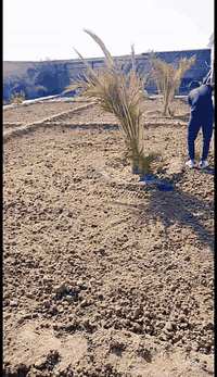 السلام عليكم اخوان حراثة حدائق وترتيب وزراعة الثيل ***********بي واتساب مكاني بني  منصور
