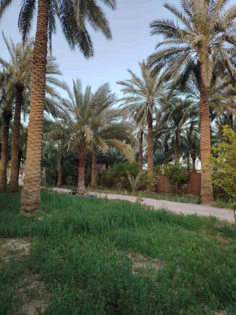 سلام عليكم.  بناء 2026 
للبيع دونم وربع مع بيت مساحه ٢٠٠ متر بي ٣ غرف نوم قريب عن تبليط وقريب عن شارع العام المكان كربلاء الحر منطقة الجمالية وبئر ماء حلو يعني مايحتاج تنظر نهر الاستفسار مراسله الصفحة محمد الطائي 
أو واتساب ***********
