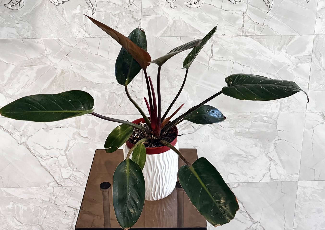 الفيلوديندرون (Philodendron) النادر
اللون : الاخضر الداكن الاوراق الجديده نحاسيه.
• الإضاءة: يفضل الإضاءة الساطعة غير المباشرة. الإضاءة الجيدة تحافظ على لمعان أوراقه واللون الأحمر الداكن للسيقان.
• الري: لا يتم ريه إلا بعد جفاف التربة السطحية جزئياً (تقريباً جفاف أول 2-3 سم من التربة). هذا النبات حساس لزيادة الري وتجمع المياه في الأسفل.
• الرطوبة والحرارة: يحب الأجواء الدافئة والرطوبة المعتدلة، وهي بيئة مثالية لغرف المعيشة أو الأماكن التي تحتوي على نباتات أخرى ترفع من رطوبة الجو
برأيي من اكثر النباتات مقاومه صارله زمان يمي وكل يوم يصير احلى السعر ٨ الف 
يوجد توصيل ايمن ايسر ٣ الف


**إذا كنت صاحب هذا الإعلان وتريد حذفه لأي سبب، رجاءا أرسل رسالة إلى الدعم الفني**