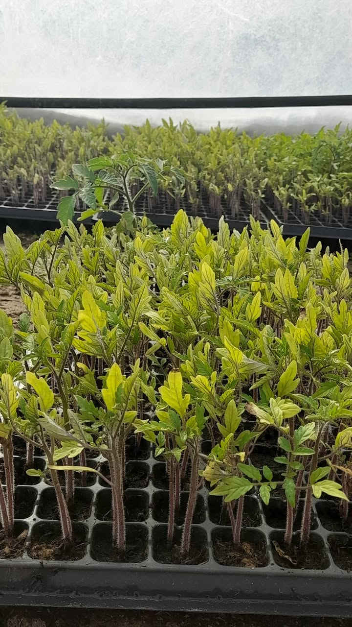 شتل طماطه للبيع الصنف عادي ميامي/نرمين العدد 30فلينه ام 128 السعر النهائي  8الاف
للاستفسار اتصل ***********
