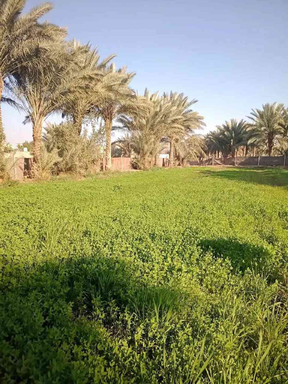 ياالله سلام عليكم.
عرضنا لهذا اليوم مزرعه 3000م
طابو زراعي. سند 25المالك شخص واحد
 تبعد عن شارع كربلاء 750م
خدمات كامله ومزرعه. عدد النخيل 42مع كافه انواع الفواكه والحمضيات وبيت بناء حديث فقط ترميم
العنوان حله بابل قبل معمل الرباع مقابل شارع 80
تفاصيل اكثر مراجعه مكتب الوسام الكائن في زوير الغربي


**إذا كنت صاحب هذا الإعلان وتريد حذفه لأي سبب، رجاءا أرسل رسالة إلى الدعم الفني**