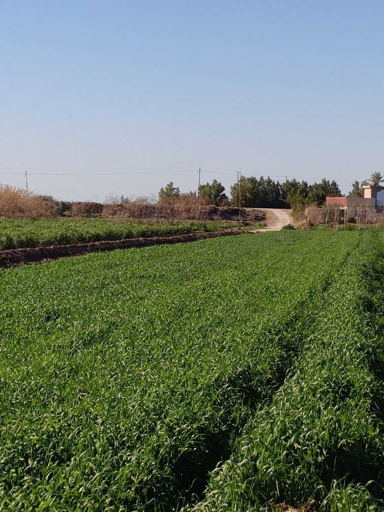 ارض زراعيه للبيع سند 25العزيزيه الدير ***********. ***********
