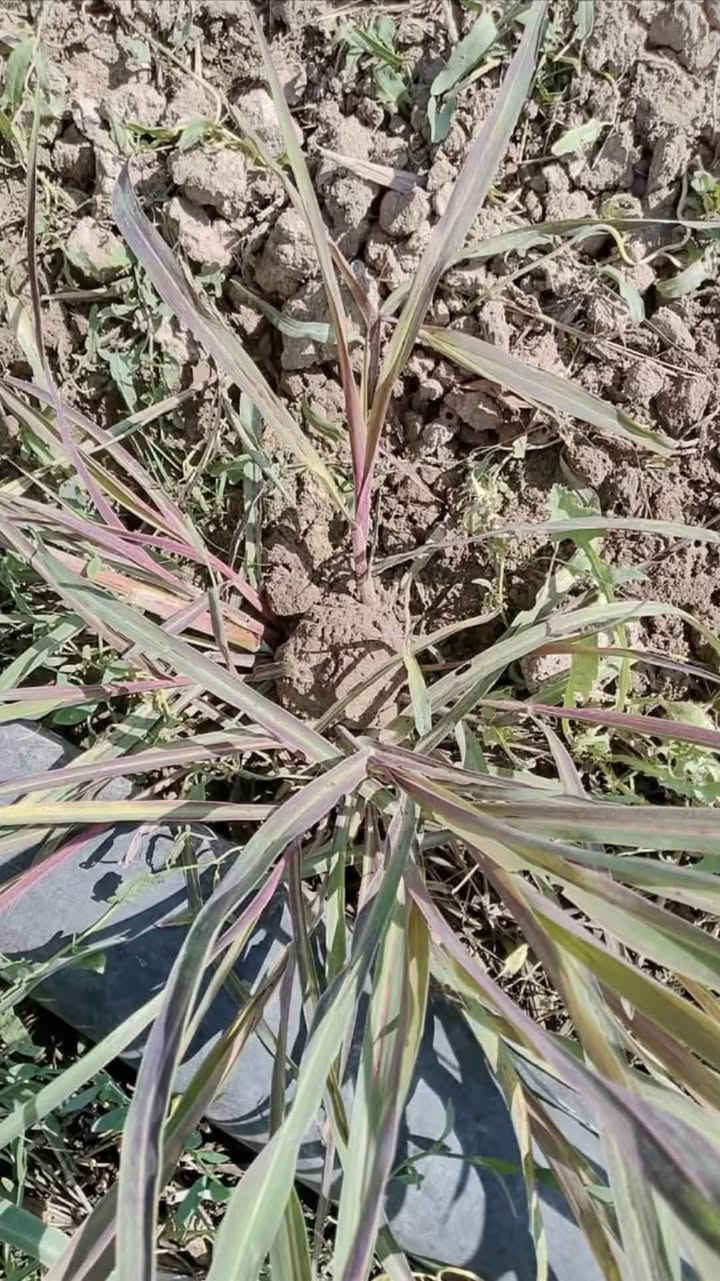 �✨ ولله الحمد تم وصول مبيد الأدغال الخاص بالذرة ✨🌿

✔️ فعّال في القضاء على الأدغال
✔️ آمن على محصول الذرة
✔️ نتائج مضمونة بإذن الله

📍 مكتب المنزلة الزراعي
🚚 نوفر خدمة التوصيل إلى جميع المناطق

📞 للحجز والاستفسار راسلنا أو اتصل الآن
***********
***********

🌱 خلي محصولك أنظف وأقوى هذا الموسم 🌱
