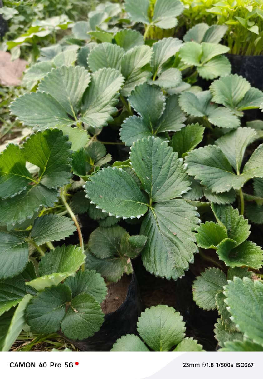 شتل باذنجان فلفل بارد فلفل حار  البيع *********** اسيا***********
