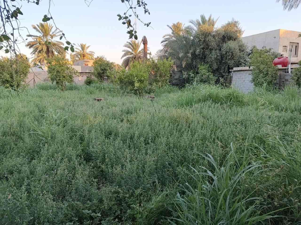 دار مع قطعة أرض للبيع 
وقف سني سكني 
المساحه 1500متر
المدائن المشرؤع مقابيل جامع سيد احمد الرفاعي 
للاتصال 
***********
***********
