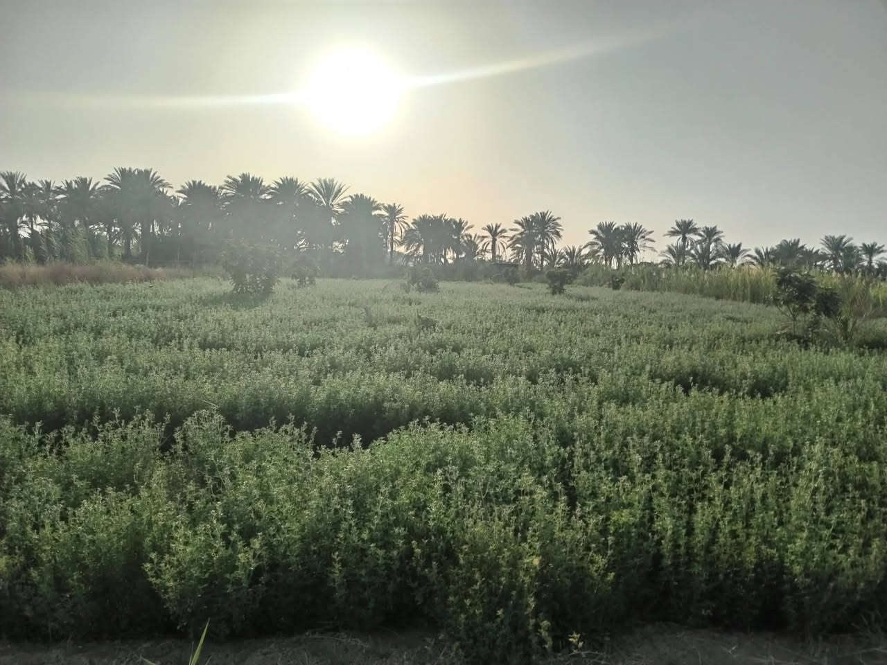 السلام عليكم
عندي أرض زراعي ٧دوانم دونم للبيع
موقع بابل السياحي قرية الرواشد مخدومه بالكامل
تبعد عن الشارع العام كيلو ونص تقريبا سعر الدونم ٣٠وبي مجال ان شاء الله للاتصل *********** على طابو الهاشمية سند ٢٥شراء أسهم ماء سقي بحيرات من الشط مباشر
ربي يرزق الجميع
