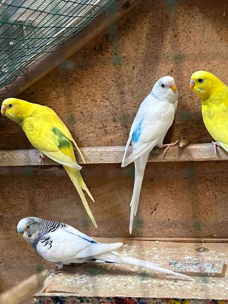 متاح طيور  حب 3ازواج وتك و3افراخ صحه فول معد قفص نضيف أبو الجراره معه كامل ملحقاته 75 الف وبي مجال حك جيتك


**إذا كنت صاحب هذا الإعلان وتريد حذفه لأي سبب، رجاءا أرسل رسالة إلى الدعم الفني**