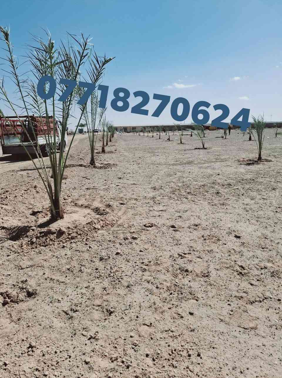 🌴🌟 تتوفر لدينا كافة أنواع الفسائل بأصناف مميزة ومضمونة 🌟🌴

الأنواع المتوفرة:
💎برحي 🪴 خستاوي 🪴 بريم 🪴 عمران 🪴 تبرزل 🪴 مكتوم 🪴 جمالي 🪴 اشرصي 🪴 بربن 🪴 حمراوي 🪴 شكر 🪴 شوثي أصفر 💎

💥 جميع أنواع الفسائل مقدمة بأمانة الله ورسوله، خاصة من مزارعنا.
💥 متوفرة بأحجام متعددة حسب الطلب، وتشمل الفسائل للأمهات والذكور.

🚚 توصيل لجميع محافظات العراق للطلبات 10 نخلات فما فوق.

📞 لمعرفة الأسعار أو الاستفسار، يرجى مراسلتنا من الزر اسفل المنشور او على الارقام:

📲 واتساب
📲 ***********

💼 جاهزون لتجهيز دوائر الدولة، المشاتل، والمزارع الخاصة والعامة.
✨ فضلاً، ندعوكم لدعم صفحتنا عبر المتابعة والمشاركة، وتحية حب وتقدير لكم 🌻🌻
