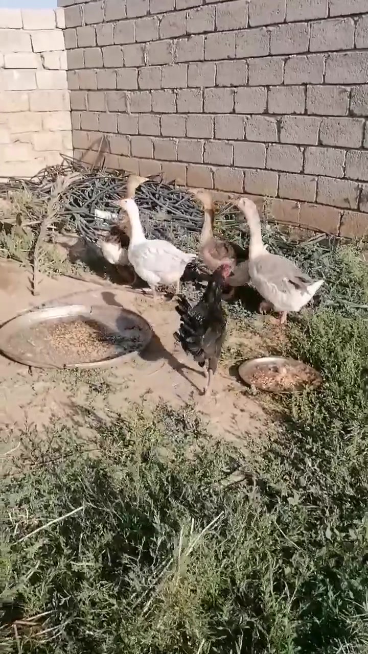 غازات للبيع 3 انثايات وديج المكان قرية النمرود 
‏‪***********‬‏
***********

