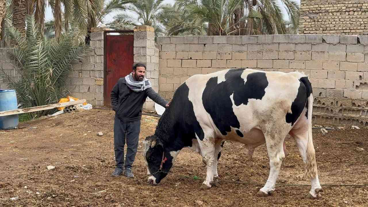 سلام عليكم خوان أهل المواكب الي يحتاج سيارة اني حاضر انقل بثواب الأمام الحسين عليه السلام شرط بس صوب الكبير ذاك الصوب ما اعبر ليل نهار احنا في خدمه الإمام ***********
