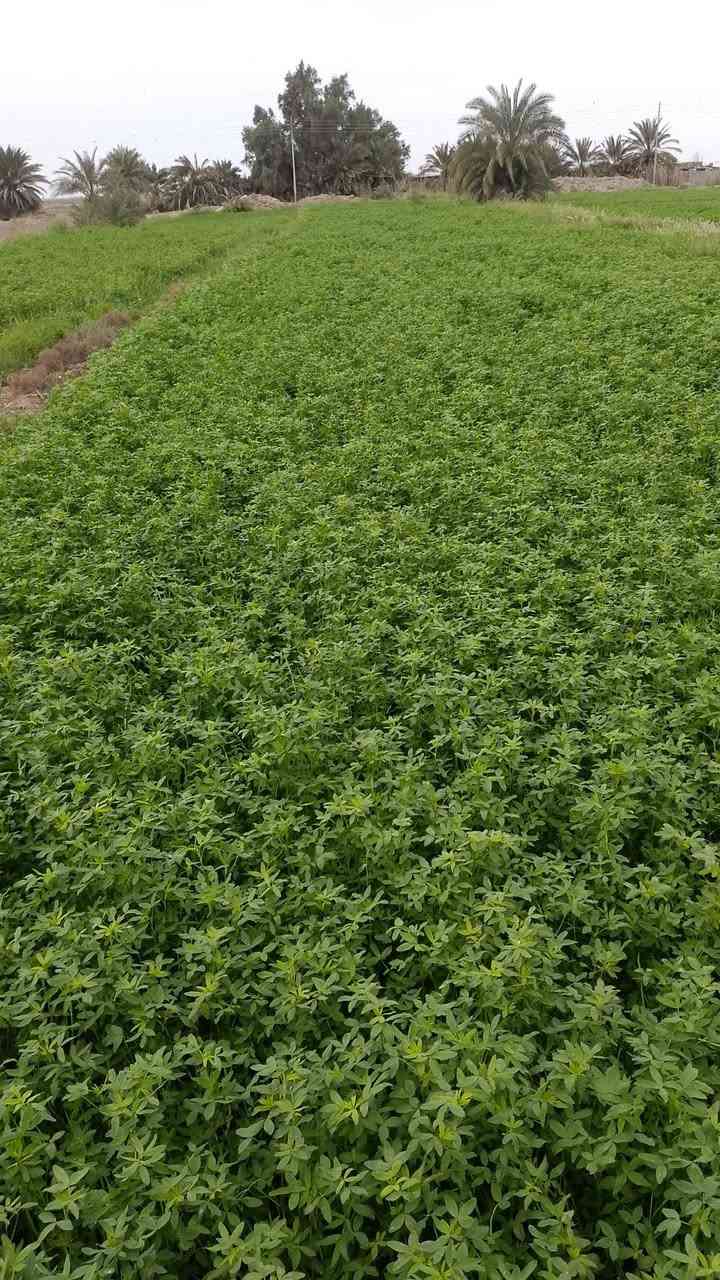 برسيم للبيع بوم حريجه يم قاع بطاح***********
